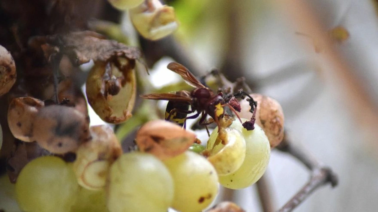 Expansión de especies no nativas del género Vespa / Foto:  CSIC