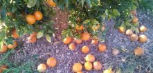 Hundreds of thousands of tons of citrus