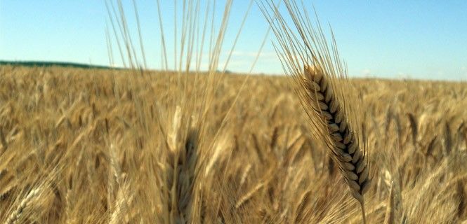 Campos de cultivo del nuevo alimento en Andalucía esta primavera / Foto: Agrasys