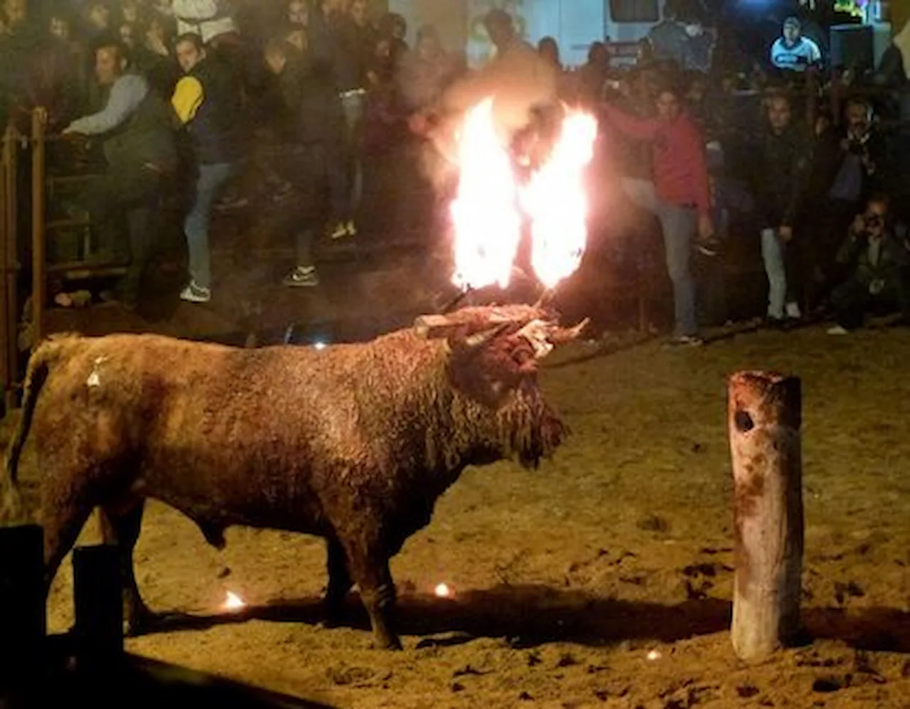Imagen del Toro Jubilo del año 2015 / Foto: EP