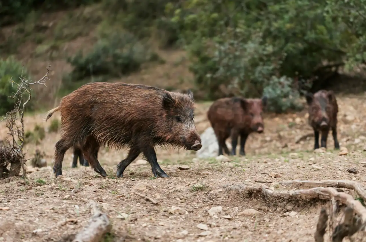 Nuevos casos de peste porcina africana en Barcelona / Foto: FP