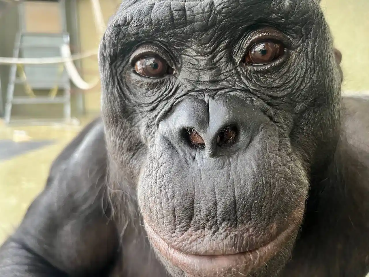 Kanzi, un bonobo de 43 años que fingía / Foto: Ape Initiative