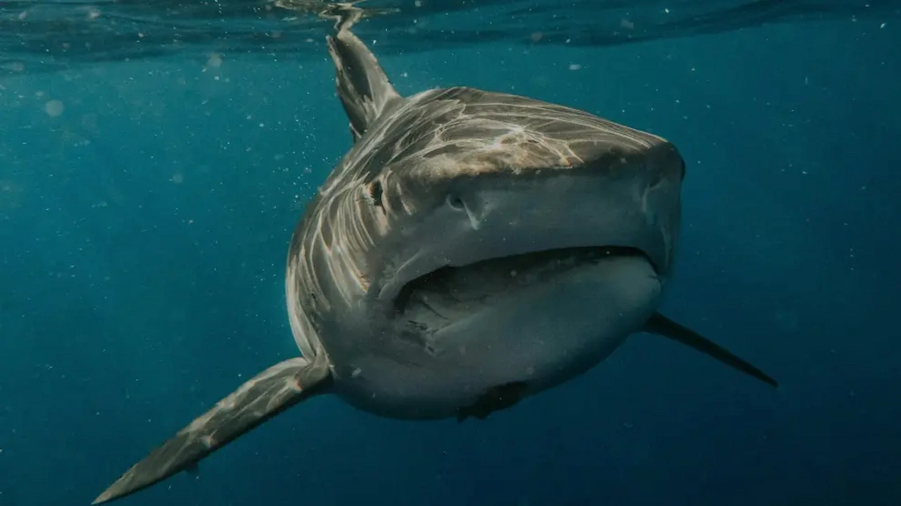 Tiburón blanco en el Mediterráneo español / Foto: Instituto Español de Oceanografía (IEO-CSIC)