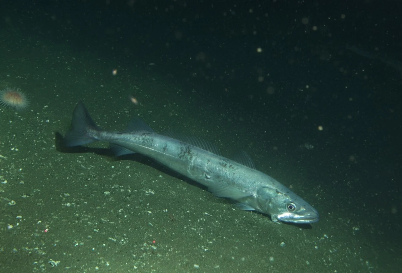 La merluza europea reduce la talla de madurez por el calor océanico / Foto: IEO