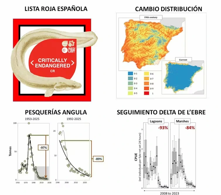Resumen gráfico de algunos de los datos usados en la evaluación del estado de conservación de la anguila en España