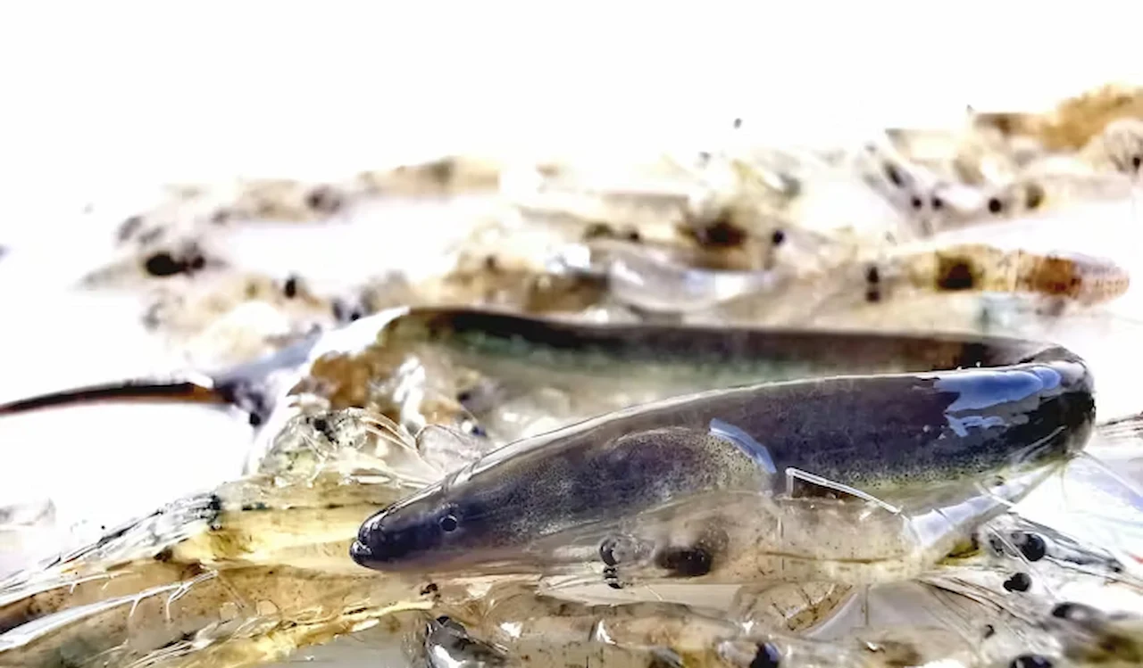 En contra del criterio científico, España seguirá pescando anguilas. Anguila europea / Foto: Miguel Clavero