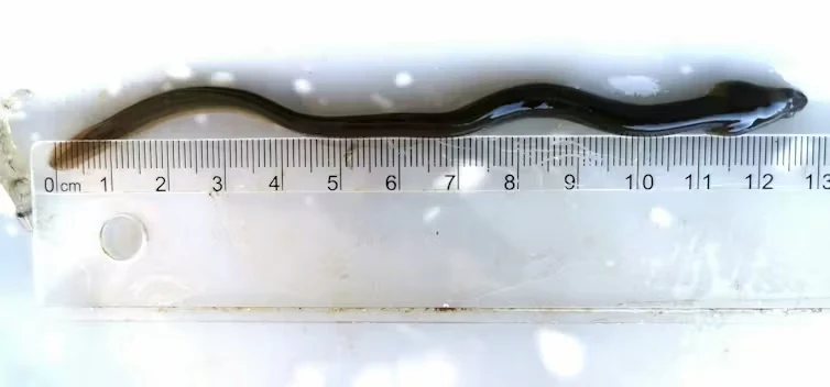 Angula. Miguel Clavero