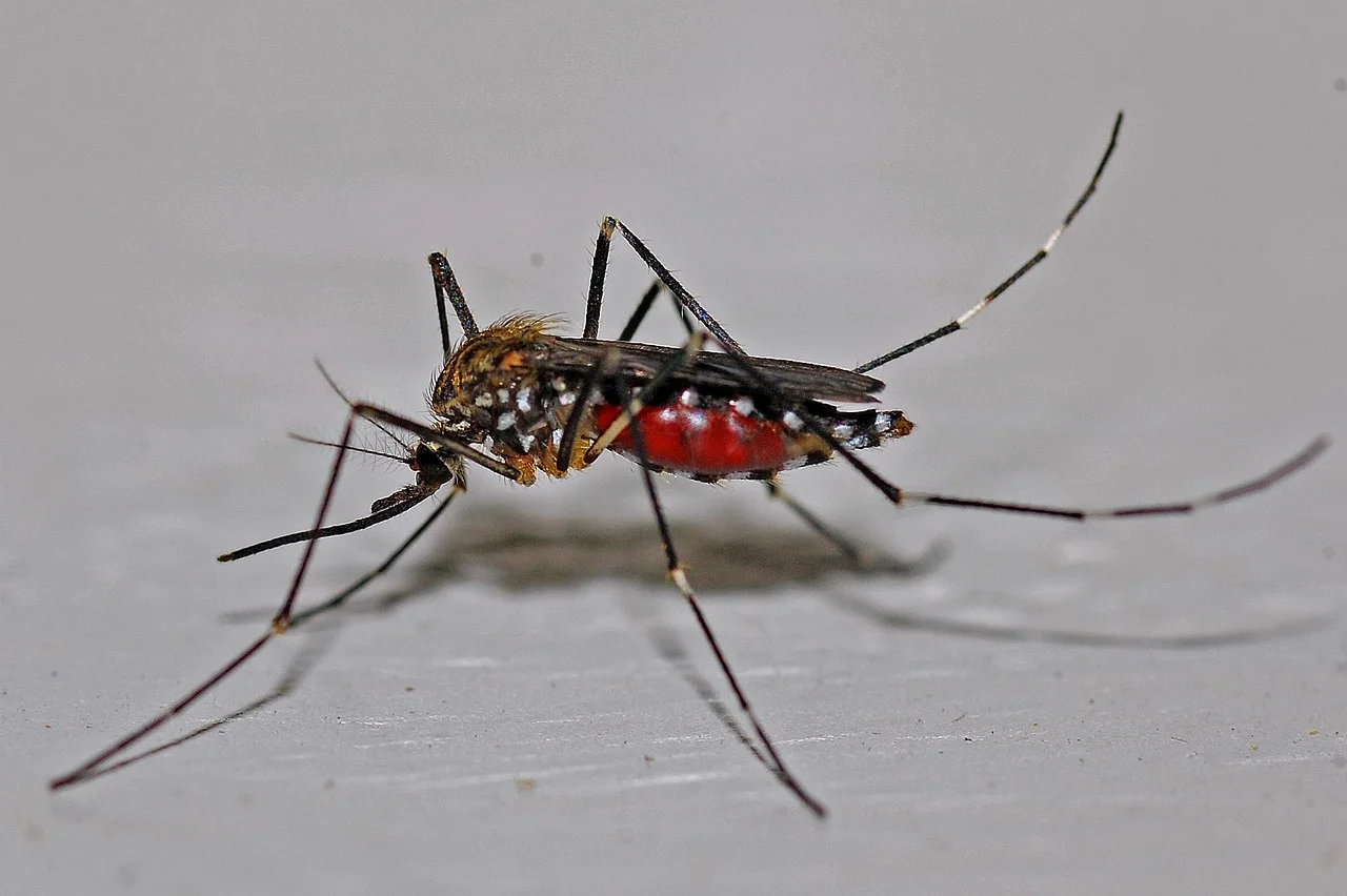 Habrá más mosquitos esta temporada / Foto: PB Habrá más mosquitos esta temporada / Foto: PB