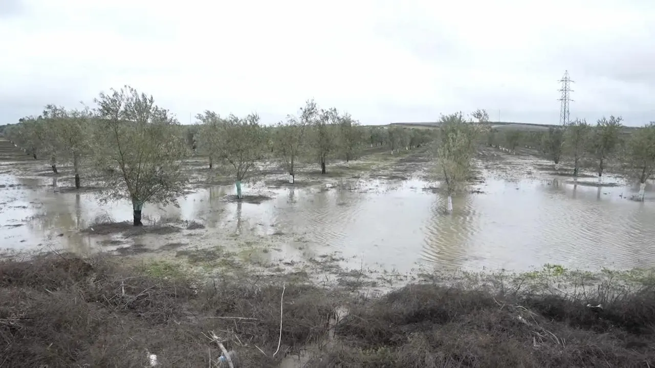Arrastre de suelo fértil. Campos anegados tras el desbordamiento del río Guadaíra / Foto:EP Arrastre de suelo fértil. Campos anegados tras el desbordamiento del río Guadaíra / Foto:EP