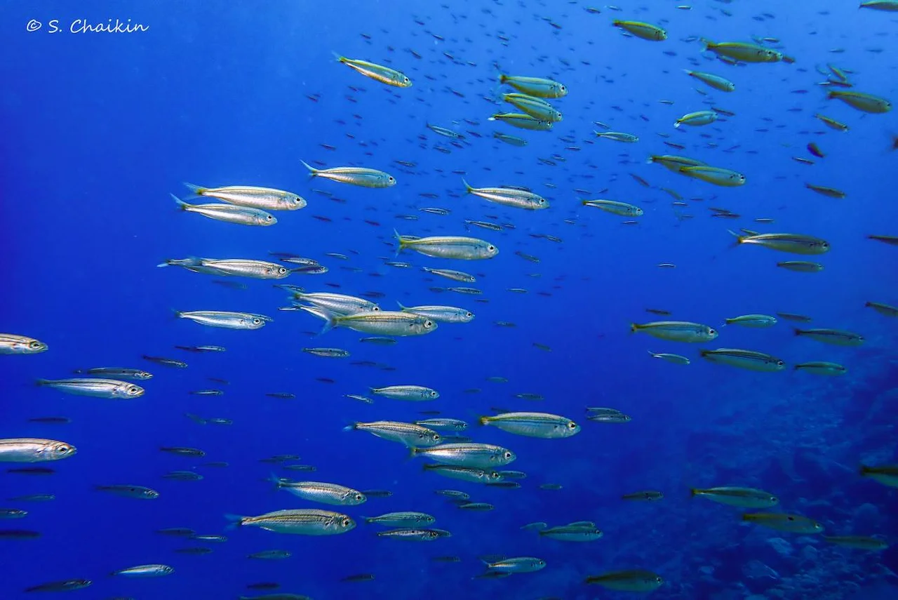 El calentamiento a largo plazo reduce la biomasa de peces / Foto: Shahar Chaikin El calentamiento a largo plazo reduce la biomasa de peces / Foto: Shahar Chaikin
