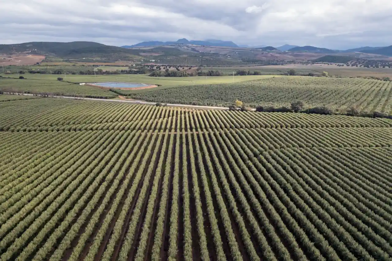 Fondos de inversión en el olivar español / Foto: Greenpeace