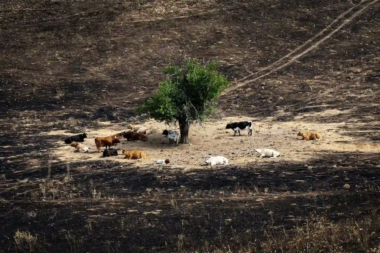 'Alianza por la Restauración de la Naturaleza'. Varias vacas rodean el árbol milagro a 17 de agosto de 2025, en Soto de Viñuelas, Tres Cantos, Madrid / Foto: Gabri Solera-EP