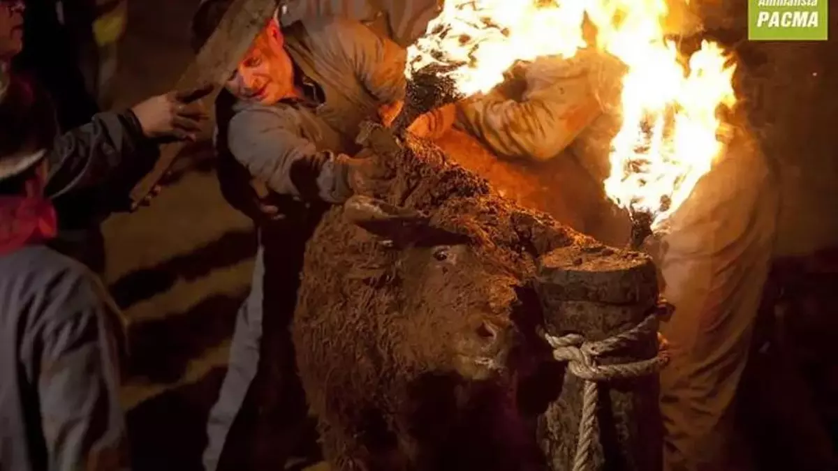 Toro Júbilo de Medinaceli, ¿Bien de Interés Cultural? / Foto: PACMA