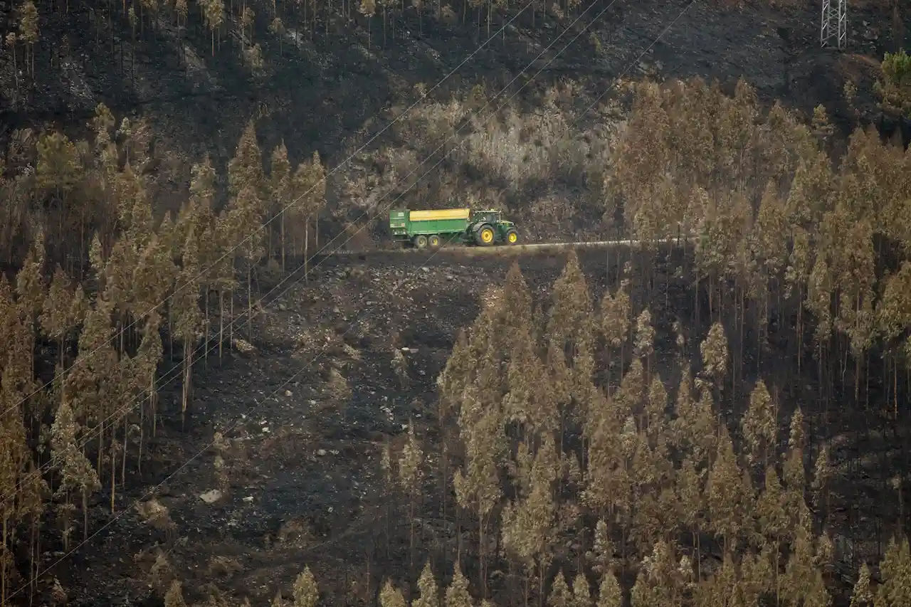 Los bosques de Europa absorbarán menos carbono. Zona de bosque quemado / Foto: Carlos Castro - EP