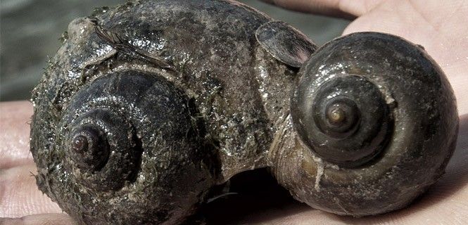 Dos ejemplares del molusco, que causa estragos en arrozales de todo el mundo / Foto: Josep Cano