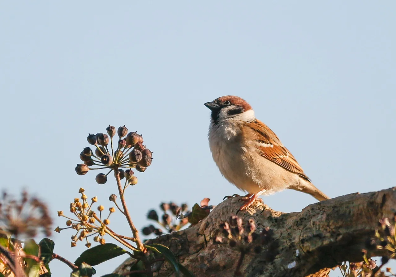 Alerta por la desaparición del gorrión / Foto: PB