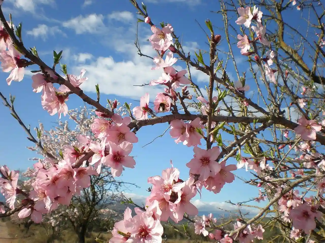 El renacer de la naturaleza con un estallido de colores. Ya es primavera / Serhiyom - WMC
