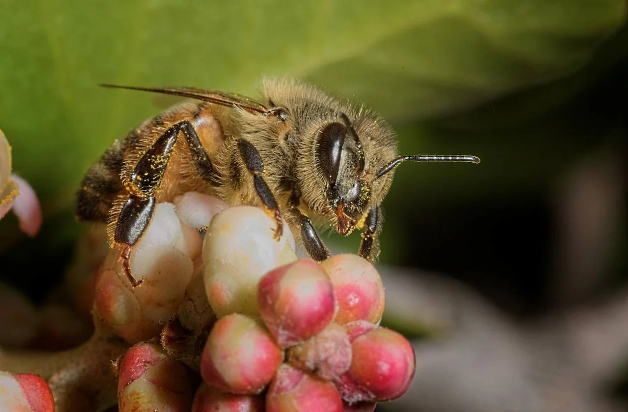 Las abejas bailan mejor cuanto más público tienen / Foto:  Heather Broccard Bell