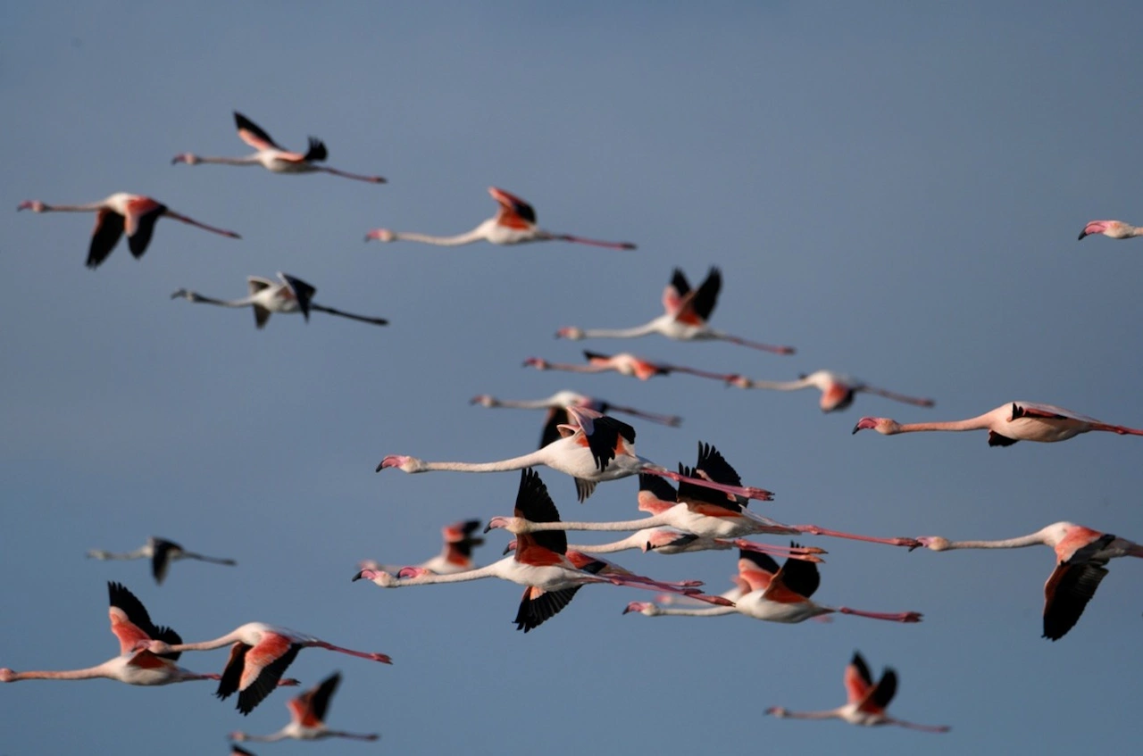Nuevo portal web de aves acuáticas en marismas del Guadalquivir. Flamencos en Doñana / Foto: CSIC Nuevo portal web de aves acuáticas en marismas del Guadalquivir. Flamencos en Doñana / Foto: CSIC