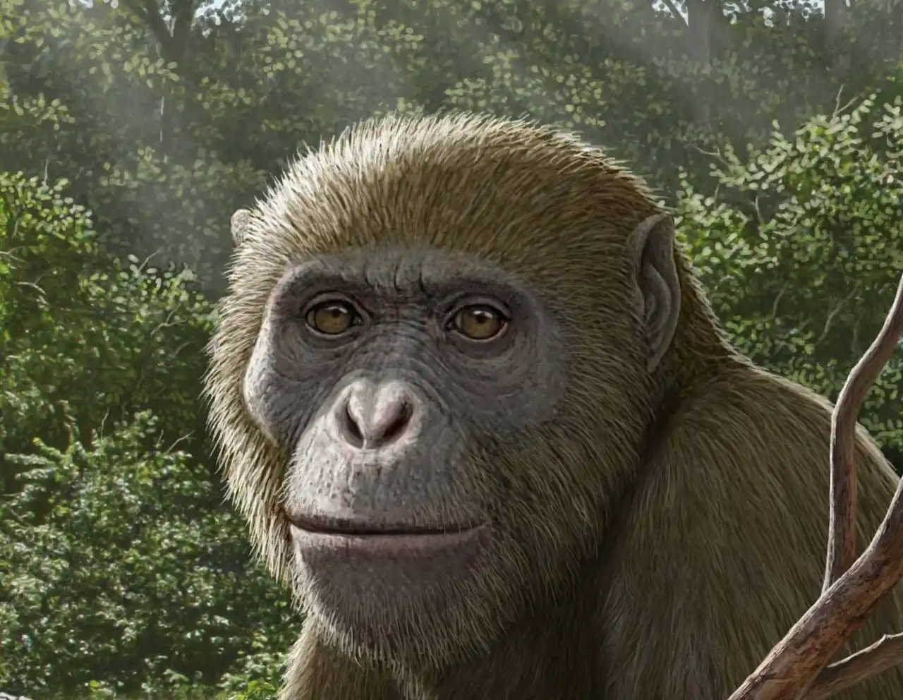 Reconstrucción de 'Masripithecus moghraensis', el simio del Mioceno hallado en Egipto que redefine el origen de los hominoideos modernos / Ilustración: Mauricio Antón - Hesham Sallam Reconstrucción de 'Masripithecus moghraensis', el simio del Mioceno hallado en Egipto que redefine el origen de los hominoideos modernos / Ilustración: Mauricio Antón - Hesham Sallam
