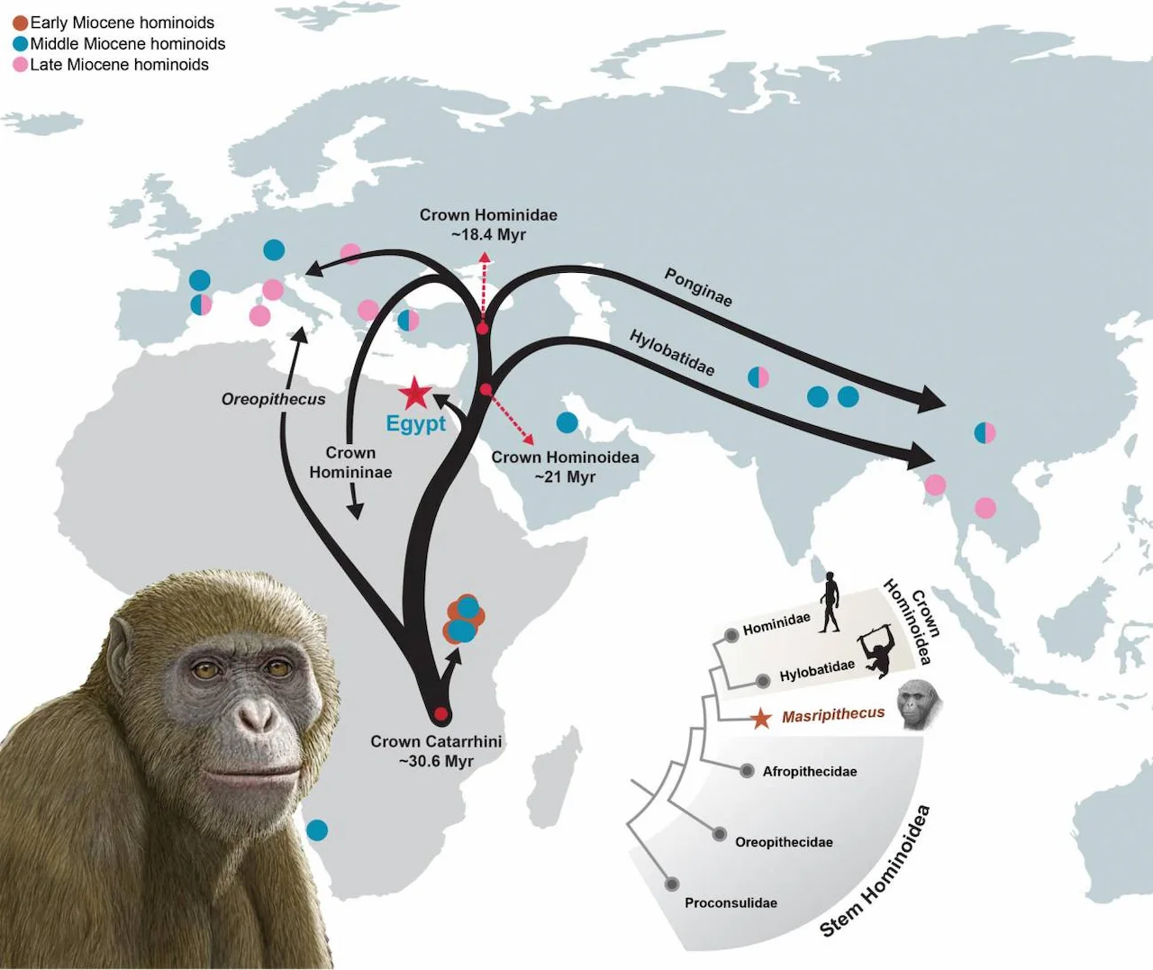 Reconstrucción y esquema de la dispersión de los hominoideos en el Mioceno, con la posición de 'Masripithecus moghraensis' en Egipto / Imagen: Mauricio Antón - Hesham Sallam