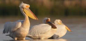El pelícano se ha recuperado en el delta del Danubio, entre Rumanía y Ucrania / Foto: Manuel Presti / Wild Wonders of Europe / Rewilding Europe El pelícano se ha recuperado en el delta del Danubio, entre Rumanía y Ucrania / Foto: Manuel Presti / Wild Wonders of Europe / Rewilding Europe