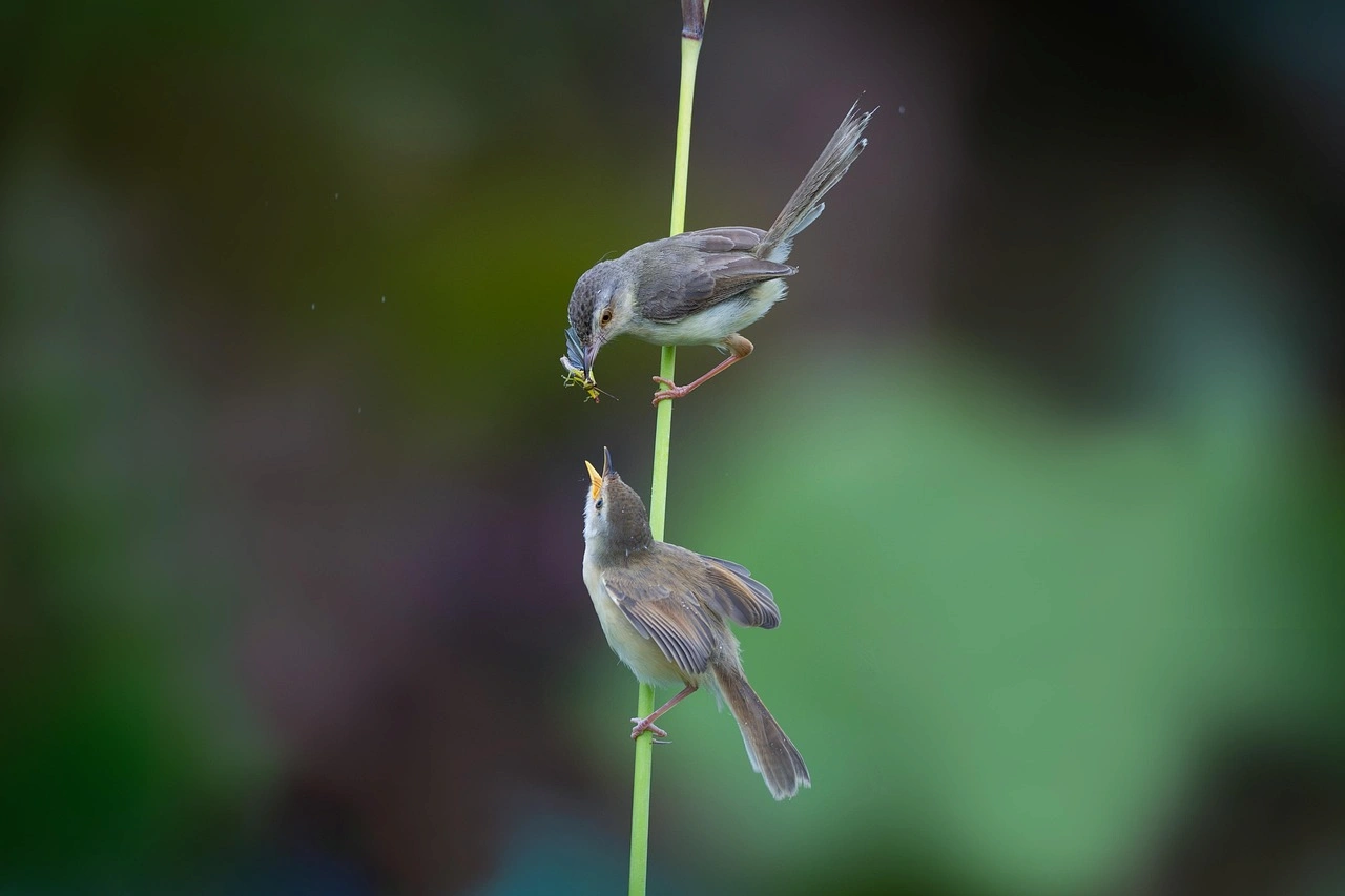 La protección de aves silvestres en la UE / Foto: PB