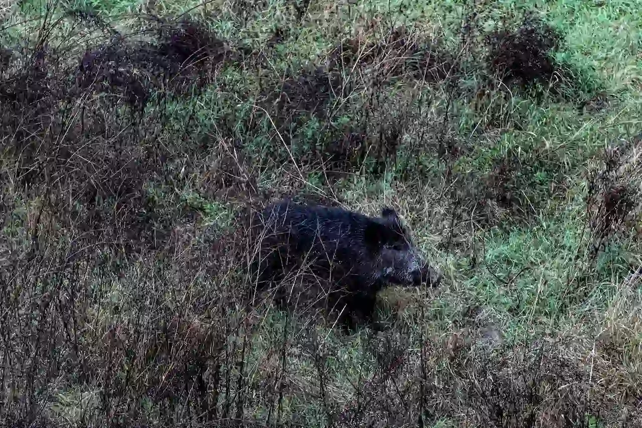 Cataluña captura 3.031 jabalíes para contener la PPA / Glòria Sánchez-EP