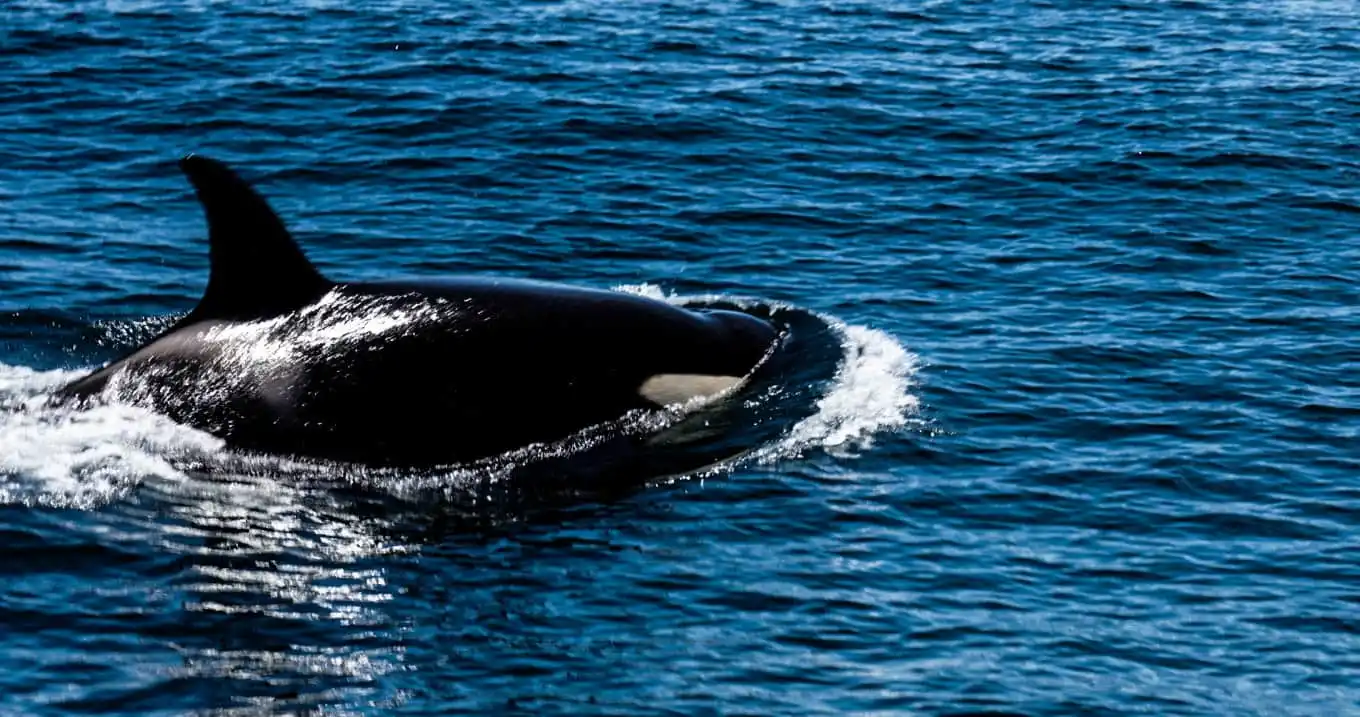 Las interacciones con orcas en la costa española / Foto: EA