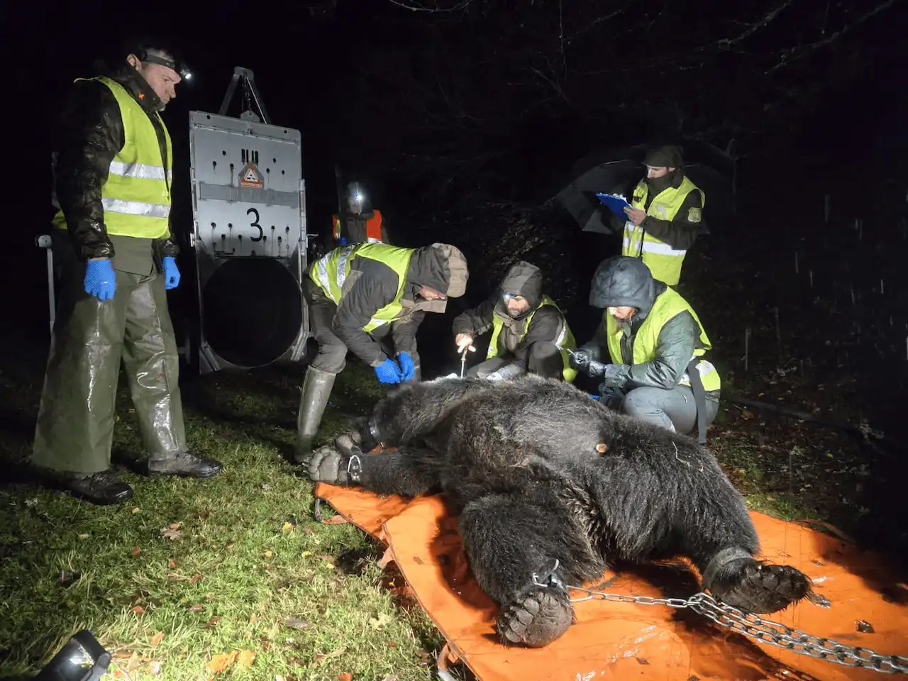 Captura de oso pardo / Foto: JCyL Captura de oso pardo / Foto: JCyL
