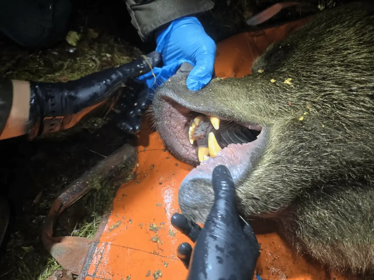 Dentadura de un oso pardo capturado para estudio científico / Foto: JCyL