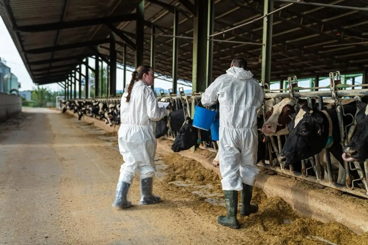 Piden medidas ante la expansión de la dermatosis nodular contagiosa bovina / Foto: EP Piden medidas ante la expansión de la dermatosis nodular contagiosa bovina / Foto: EP