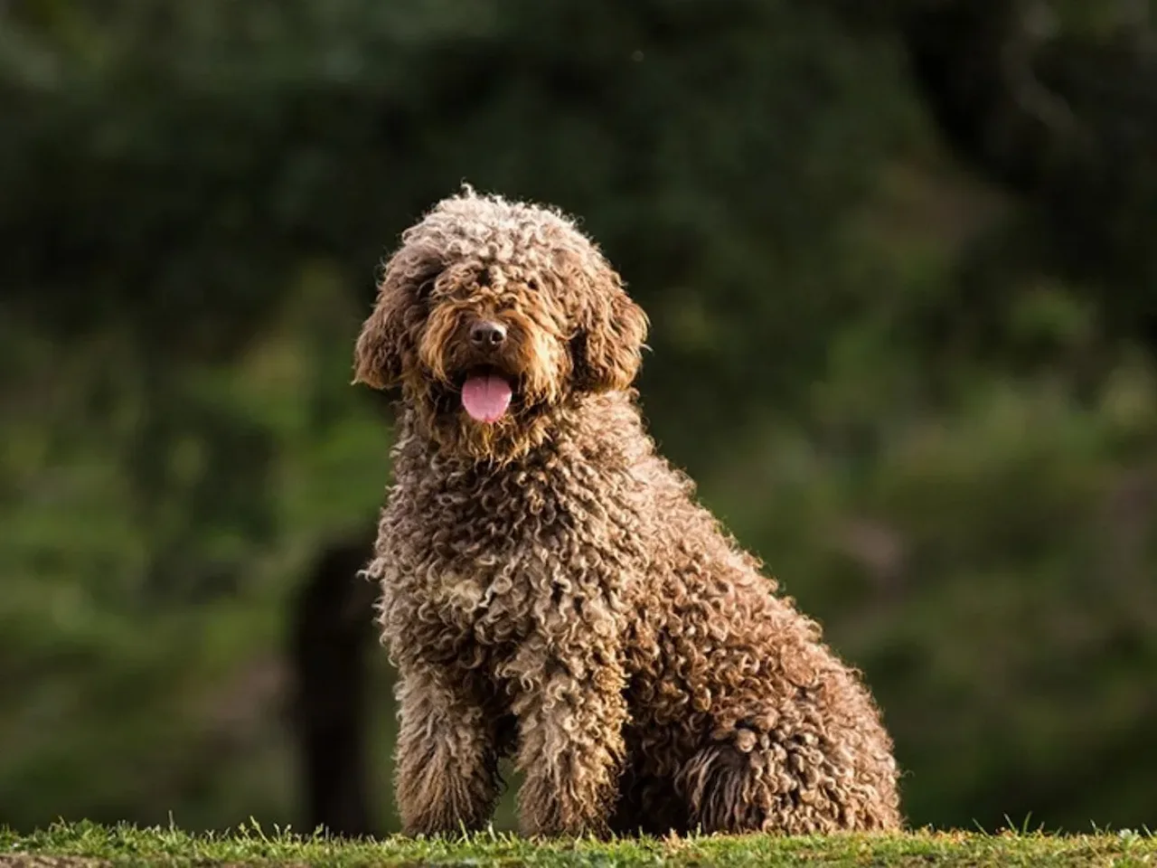 Perro de Agua Español, la raza española más demandada en España / Foto: EP Perro de Agua Español, la raza española más demandada en España / Foto: EP