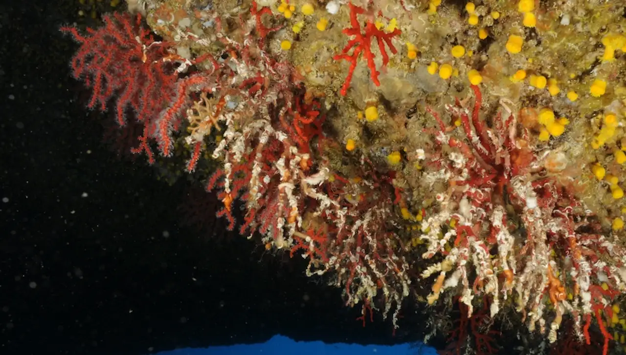 Las olas de calor marinas aceleran tendencias de deterioro en el Mediterráneo. Coralium rubum / Foto: Joaquim Garrabou (ICM-CSIC)