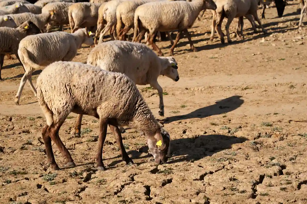 Ovejas afectadas por la sequía extrema junto al embalse de Guadalteba sin agua, el 3 de febrero de 2024 en Málaga, Andalucía (España) / Foto: EP