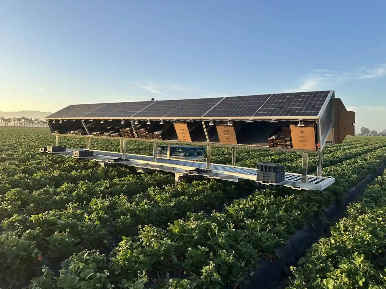 La robótica y la IA transforman el campo sin sustituir al agricultor. Asistente para la recolección / Foto: Agrobot-Juan Bravo - EP