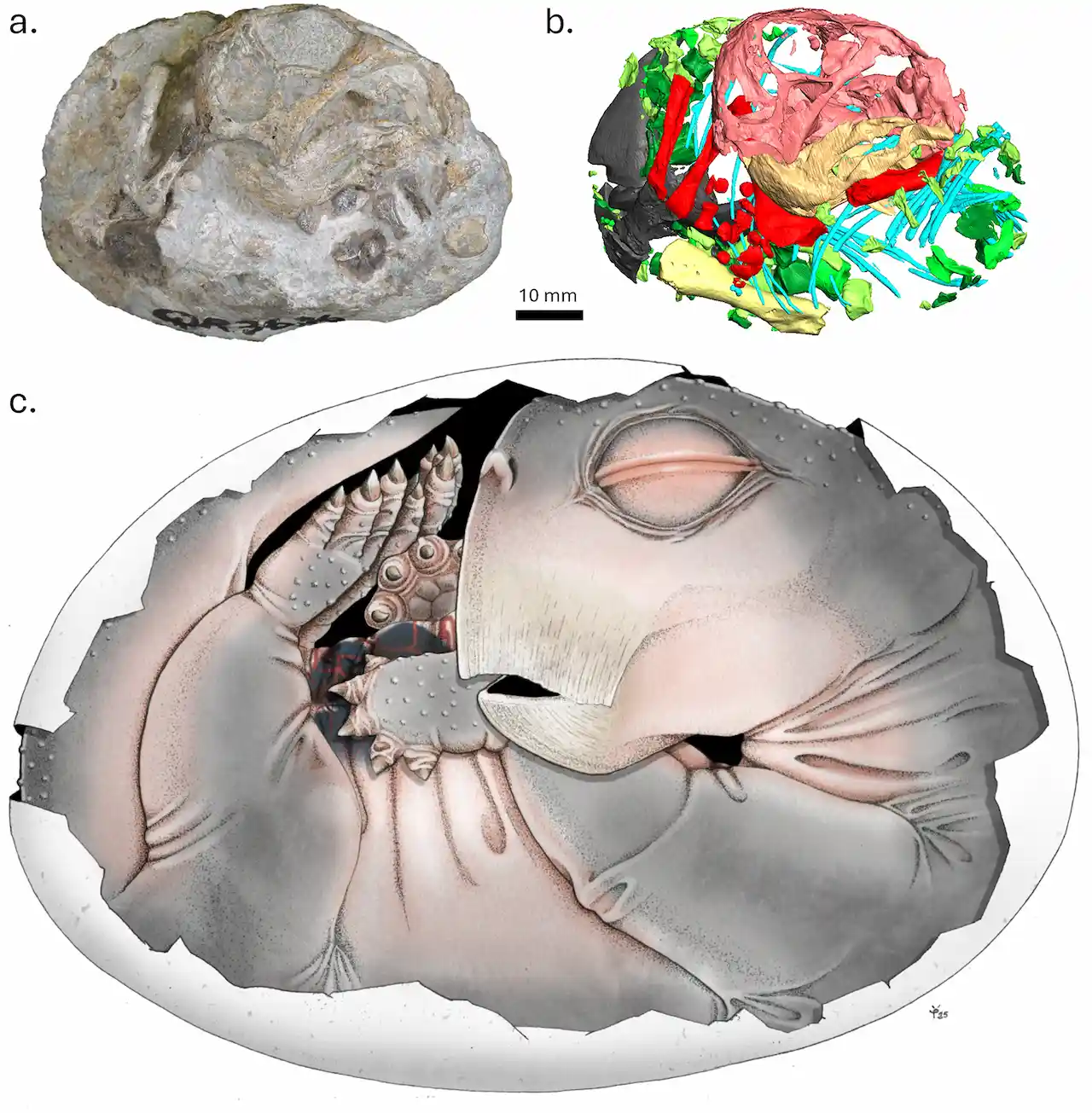 Huevo de un ancestro mamífero / Imagen: Plos ONE Huevo de un ancestro mamífero / Imagen: Plos ONE