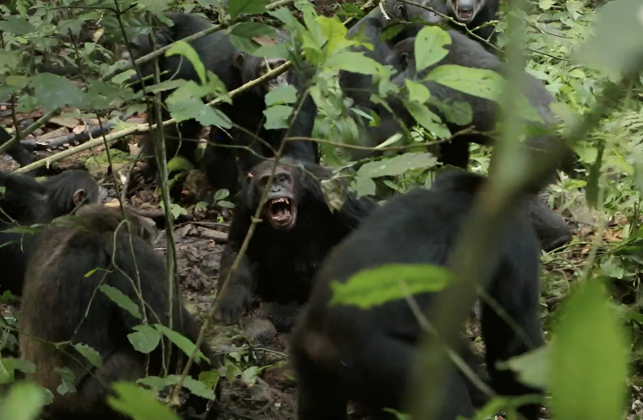Ataque de los grupos de chimpancés del estudio durante 2019 / Foto: Aaron Sandel