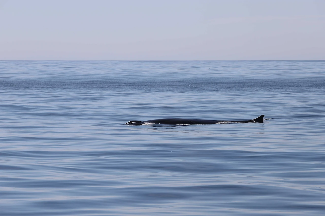 Lomo de rorcual común de más de 20 m, apenas visible al avanzar en superficie. Cetáceos / Foto: Paula Gutiérrez-IEO,CSIC