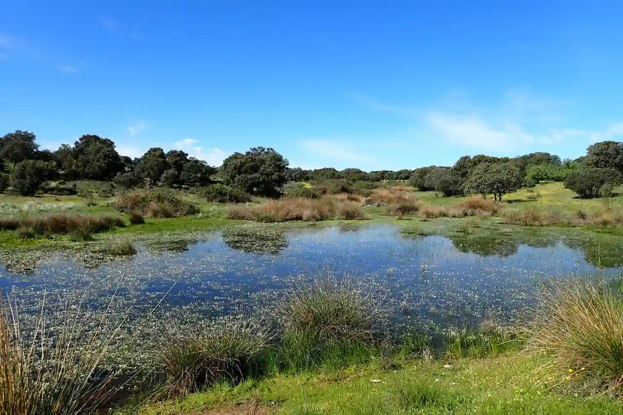 Desaparición progresiva de las lagunas temporales. Laguna en la dehesa de Chapinería, en Madrid / Foto: EBD