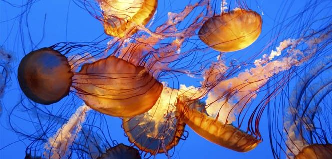 Un grupo de medusas dentro de un acuario ¡Que vienen las medusas! / Foto: Xylke