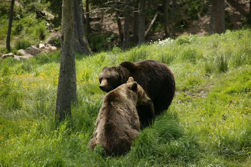 Osos pardos reintroducidos en los Pirineos por un proyecto LIFE / Foto: Jez Gunnell