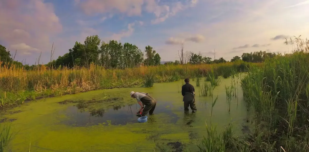 Trabajo de campo en la Zona de Exclusión de Chernóbil (Ucrania) / Foto: Germán Orizaola