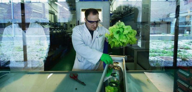 Algunas de las lechugas cultivadas aprovechando los residuos y el CO2 generados en otras reacciones biológicas / Foto: Alfons Rodríguez