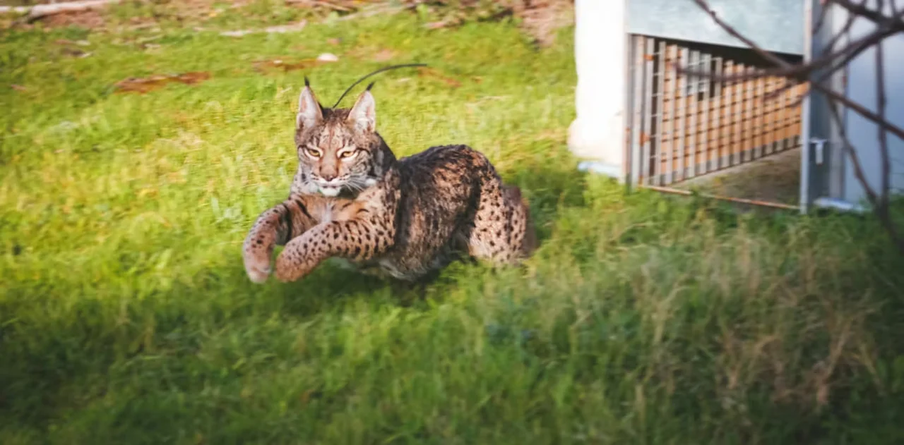 Lince liberado. Programa de Conservación Ex-situ del Lince Ibérico / Foto: The Conversation
