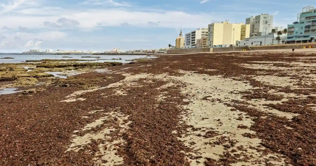 Arribazones de alga asiática invasora 'Rugulopterix okamurae' en una playa de Cádiz / Foto: CSIC