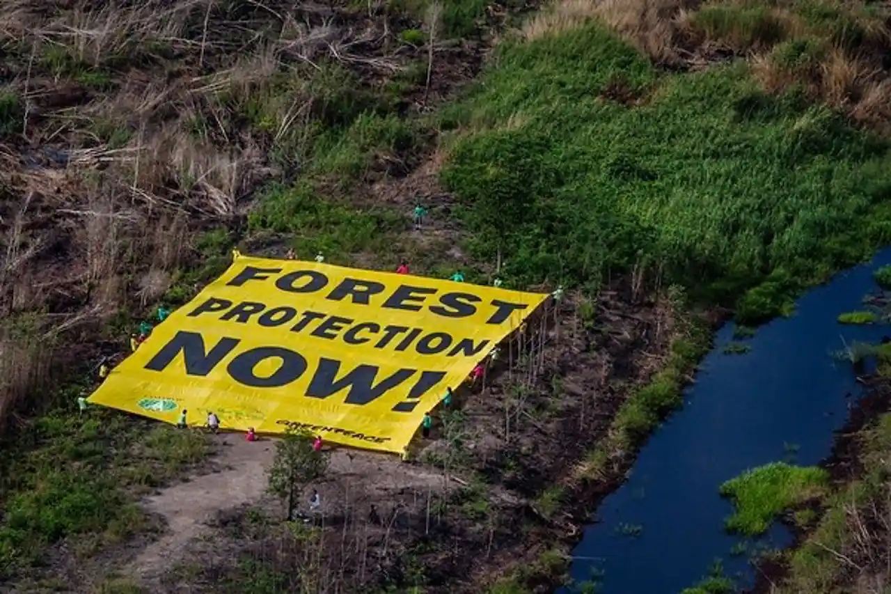 Greenpeace destaca la deforestación vinculada al cuero / Foto: Greenpeace - EP