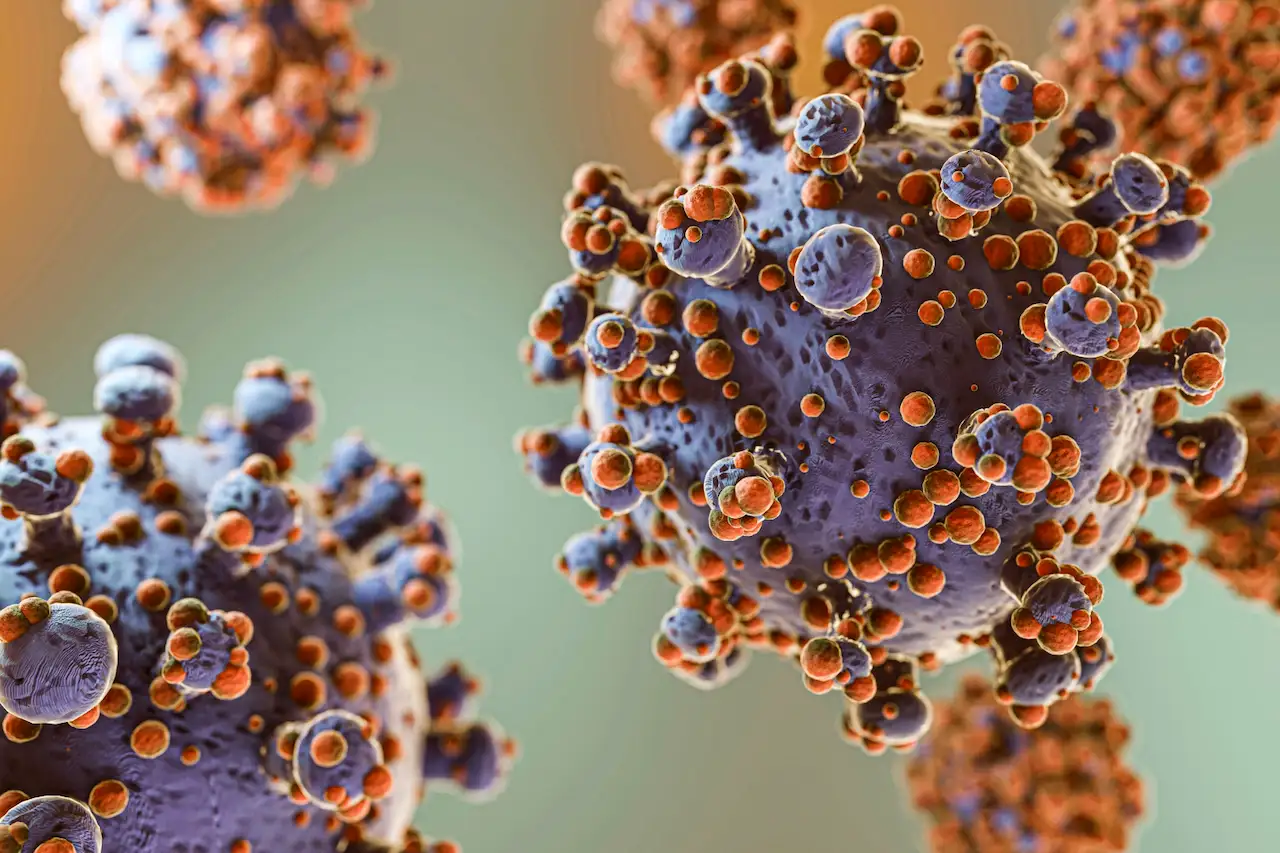 Ilustración del virus zoonótico hantavirus / Imagen: FP