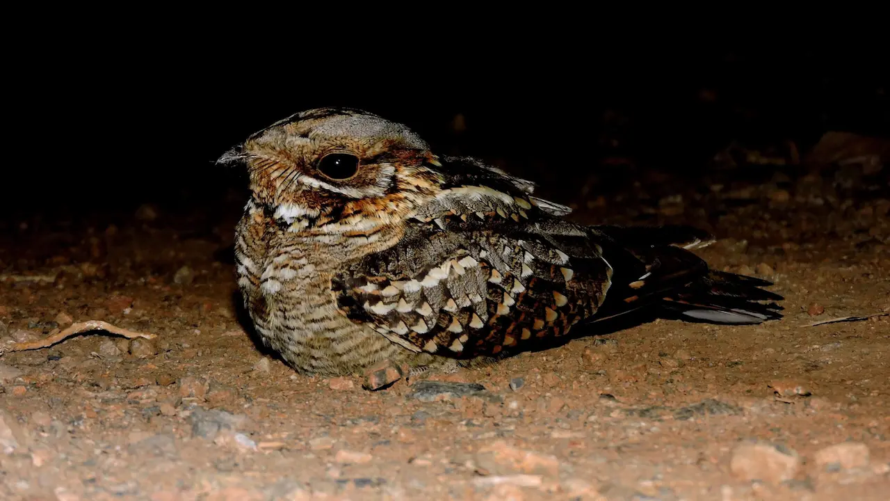 'Chotacabras cuellirrojo' durante la noche sin luna / Foto: José Manuel Zamora-CSIC