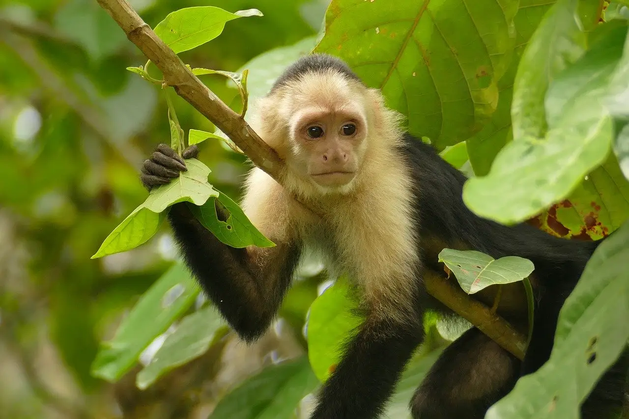 Un ejemplar de mono capuchino de cara blanca en el bosque tropical seco de Costa Rica / Foto: PB